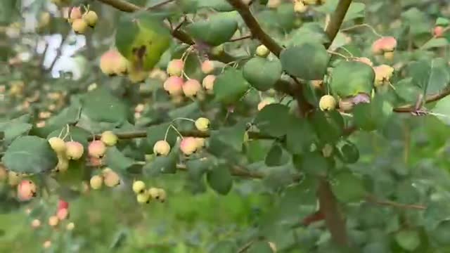 What grows on this tree