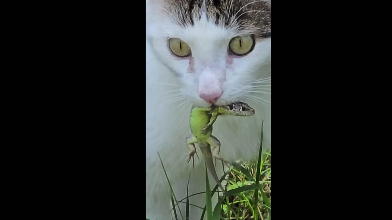 Cat kills lizard / Cat has caught a lizard / Cat vs. lizard.