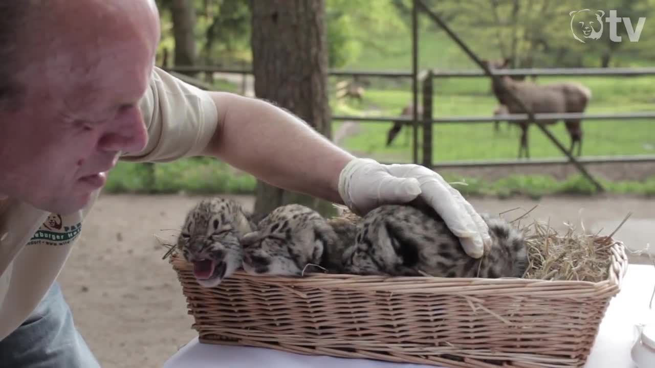 SCHNEELEOPARDEN-BABYS im Wildpark Lüneburger Heide