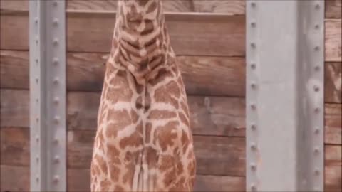 Lovely giraffe