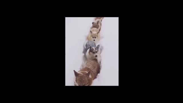 Cute Corgis barking at the lead for walking slow through thick snow ice