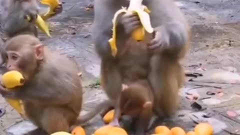 Monkey