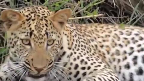Duckling pretends to be dead to escape from leopard #shorts #shortvideo #video #virals #videoviral