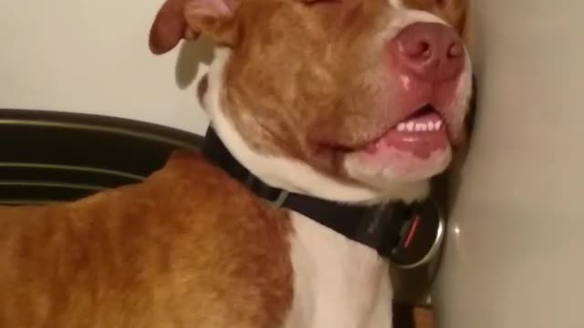 Brown and white pit bull dog falls asleep leaned on wall