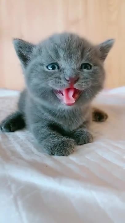 CUTE KITTY SO CUTE CAT