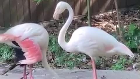 Flamingos with a little red on their heads