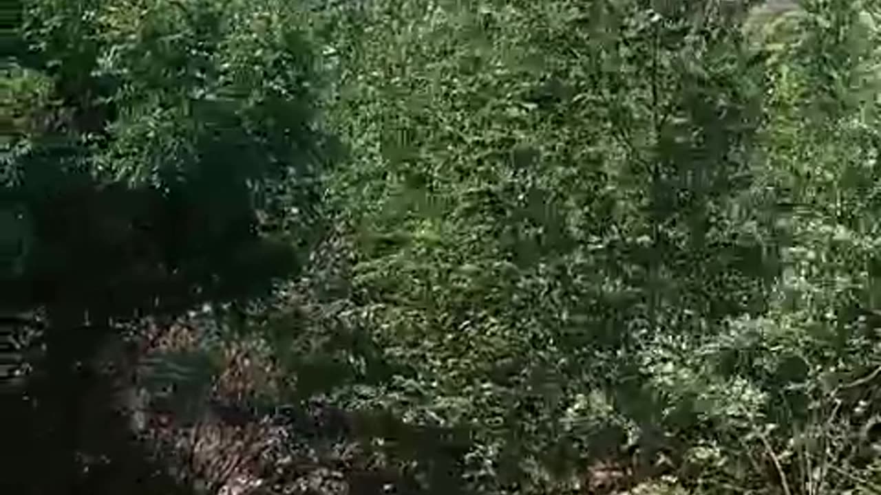 Quema de árboles para instalación de cambuches por invasión en Soledad