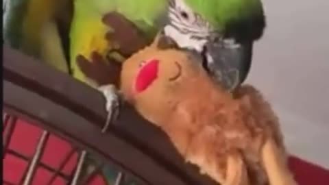 Macaw attacked the Rudolph 🤭