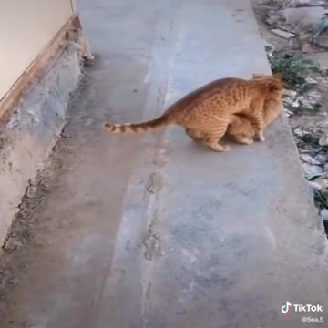 Cats mate