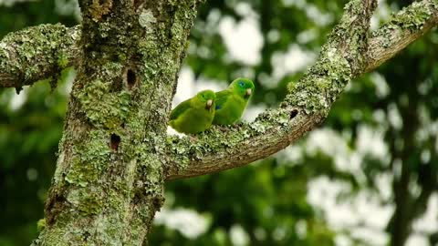 various birds