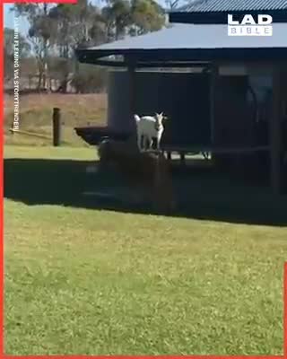 Got dog and cat 🐈🐈