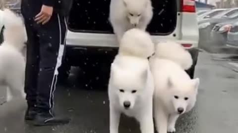 cute white winter dogs entry #shorts 😍😍🥰