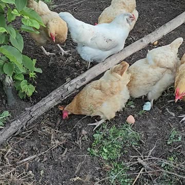 OMC! These girls love homemade pizza crust treats! 🐔❤️🍕#chickens #hens #pizza #crust #treats #shorts