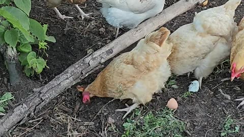 OMC! These girls love homemade pizza crust treats! 🐔❤️🍕#chickens #hens #pizza #crust #treats #shorts