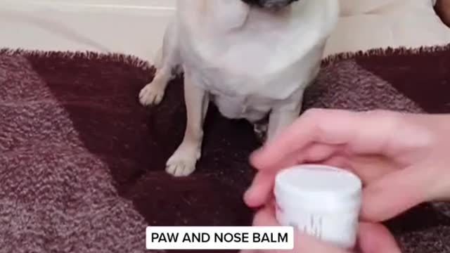 Get dog healthy skin