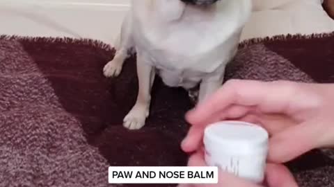 Get dog healthy skin