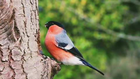 bullfinch male bird nature cute video