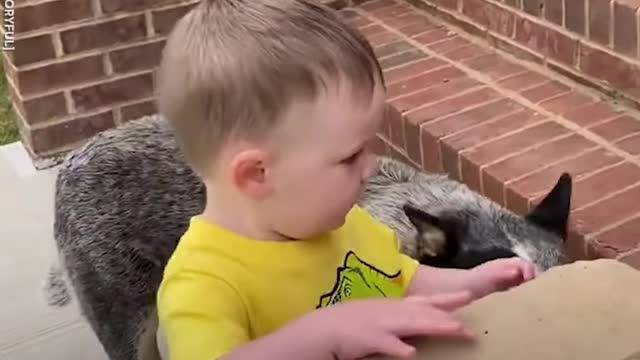 PROTECTIVE PUP PROTECTS TODDLER EVERY STEP OF THE WAY