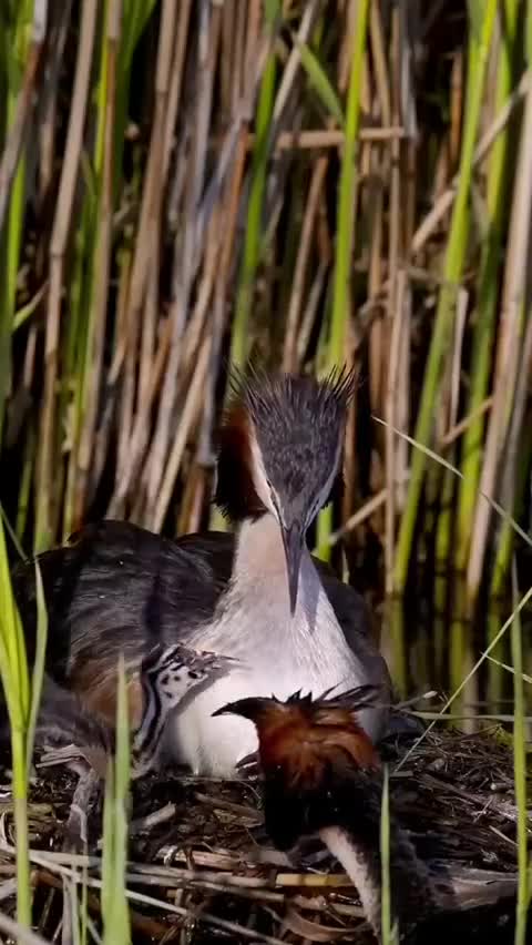dad-chomga brought food)