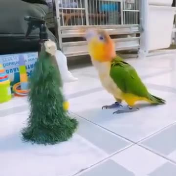 BLACK HEADED PARROT DANCING WITH CHRISTMAS TREE 🎄
