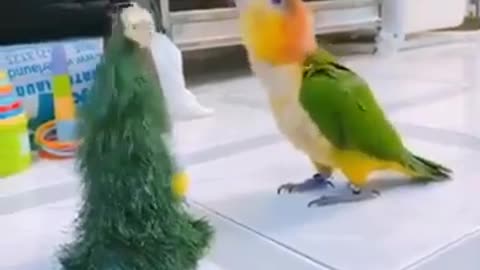 BLACK HEADED PARROT DANCING WITH CHRISTMAS TREE 🎄