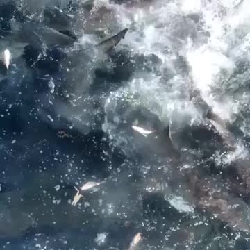 Sharks! Don’t fall in