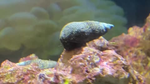 New denizens in the 10 gallon saltwater tank