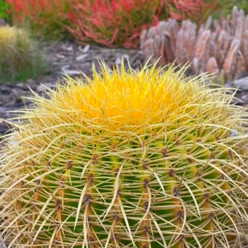 10 Flowers in 10 Seconds - Which is your favorite?