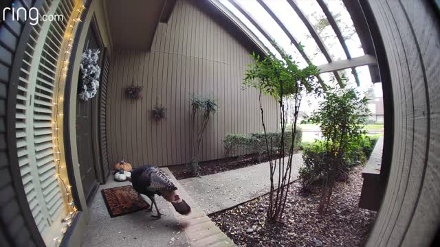 A Wild Turkey Tries To Take The Welcome Mat then ran away