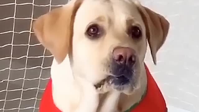 Funny Dogs - Hilarious Reactions! (Try Not to Laugh Challenge) | Pets Town