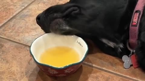 Dog eats soup