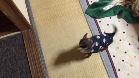TOP 10 dog barking videos compilation - Funny dogs.