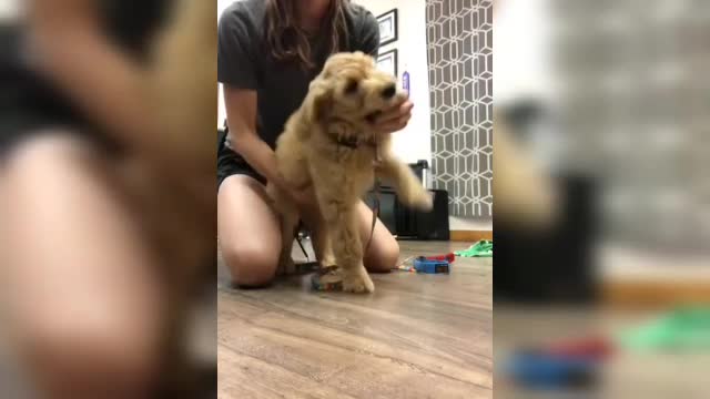 Dog training most Videos and Funny Dog Short videos