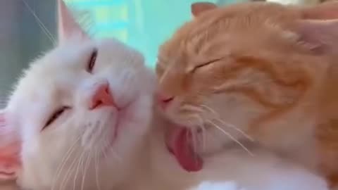 True love of animals | cute cats