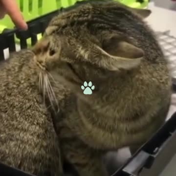 FUNNY 2021 ITS JOKING CATS AND DOGS! (1)