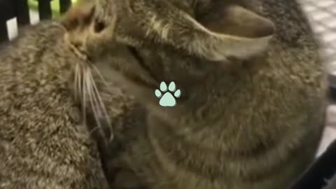 FUNNY 2021 ITS JOKING CATS AND DOGS! (1)