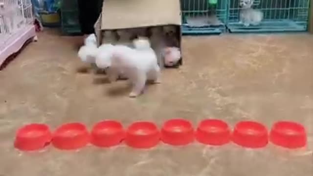 cute funny puppys