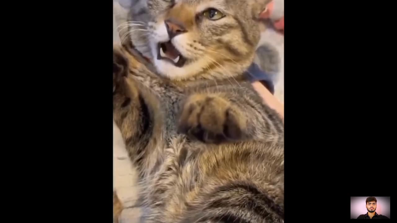 Animals funny video 2023