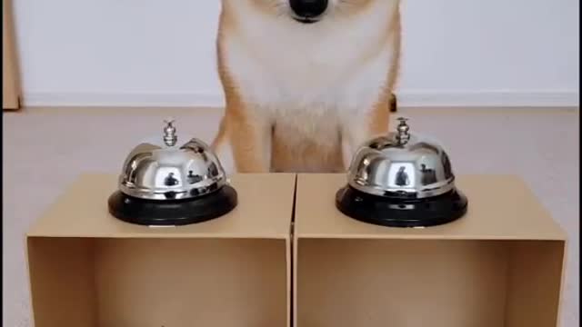 A dog who loves to eat
