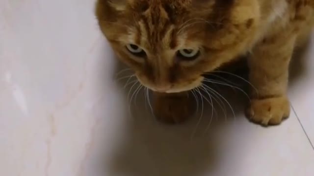 cat