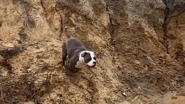 Dog Race