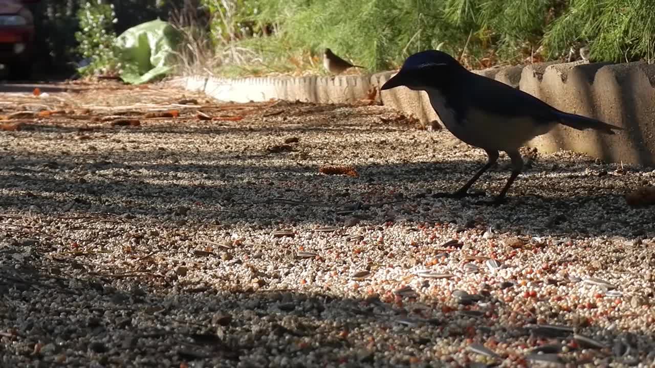 Common Wilde birds(HD)