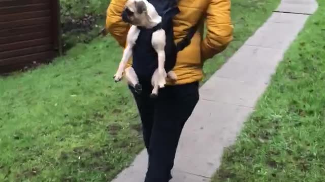 Tired pug enjoys a rest in her carrier