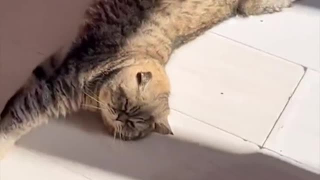 Lazy cat