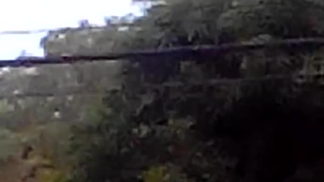 Electrocuted monkey