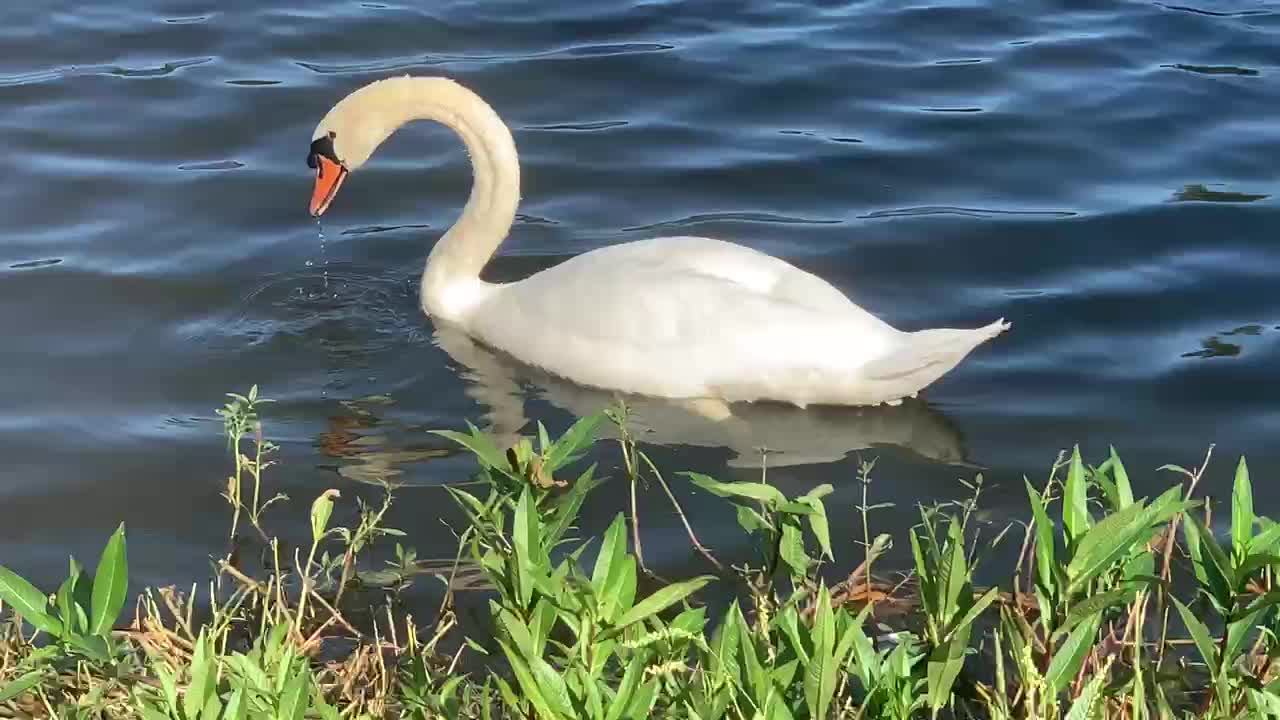 Mama Swan and her baby