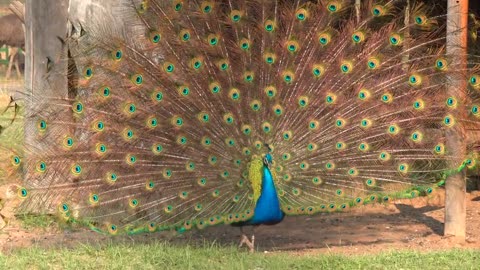 Peacock showing her beauty