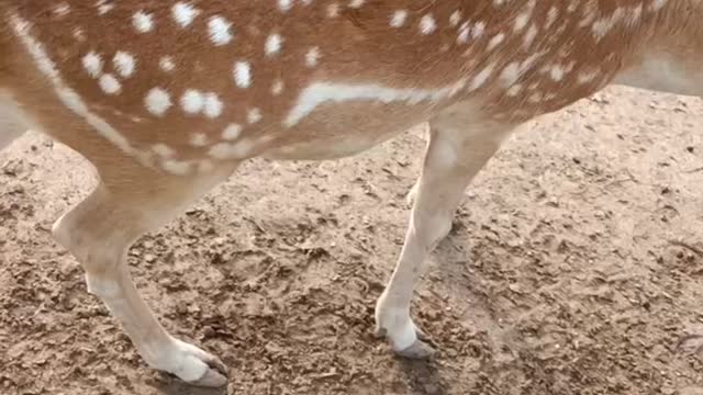 beautiful sika deer