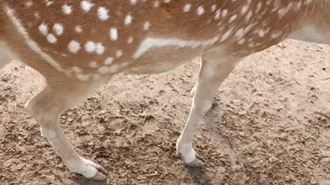 beautiful sika deer