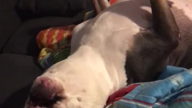 Blind pit bull growls while laying on couch